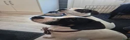 Mixed Breed dogs for sale: Cupcake and Rocco - Advert 1