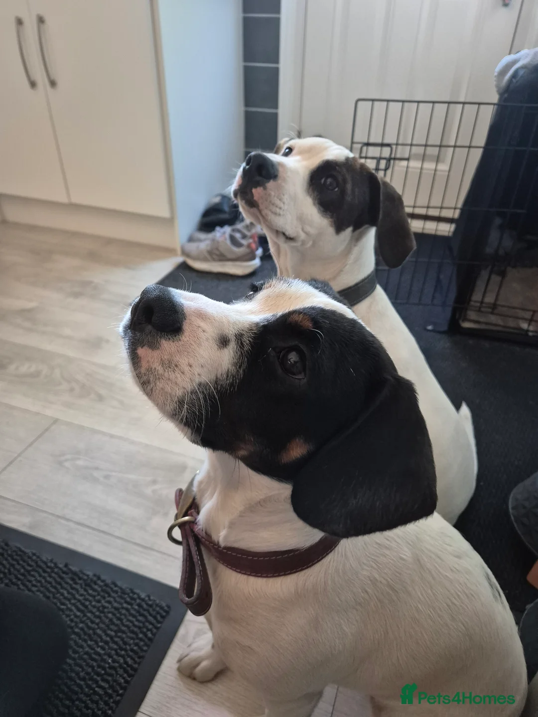 Mixed Breed dogs for sale: Cupcake and Rocco - Advert 1