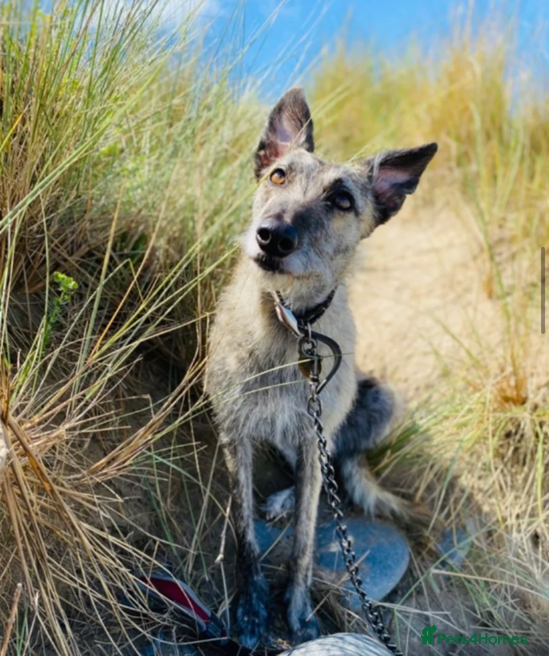 Lurcher dogs for sale: 6 Stunning Lurcher Pups Available 23rd March - Advert 14