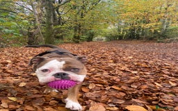 Olde English Bulldogge dogs for sale: Boo the olde English Bulldogge  - Image 6