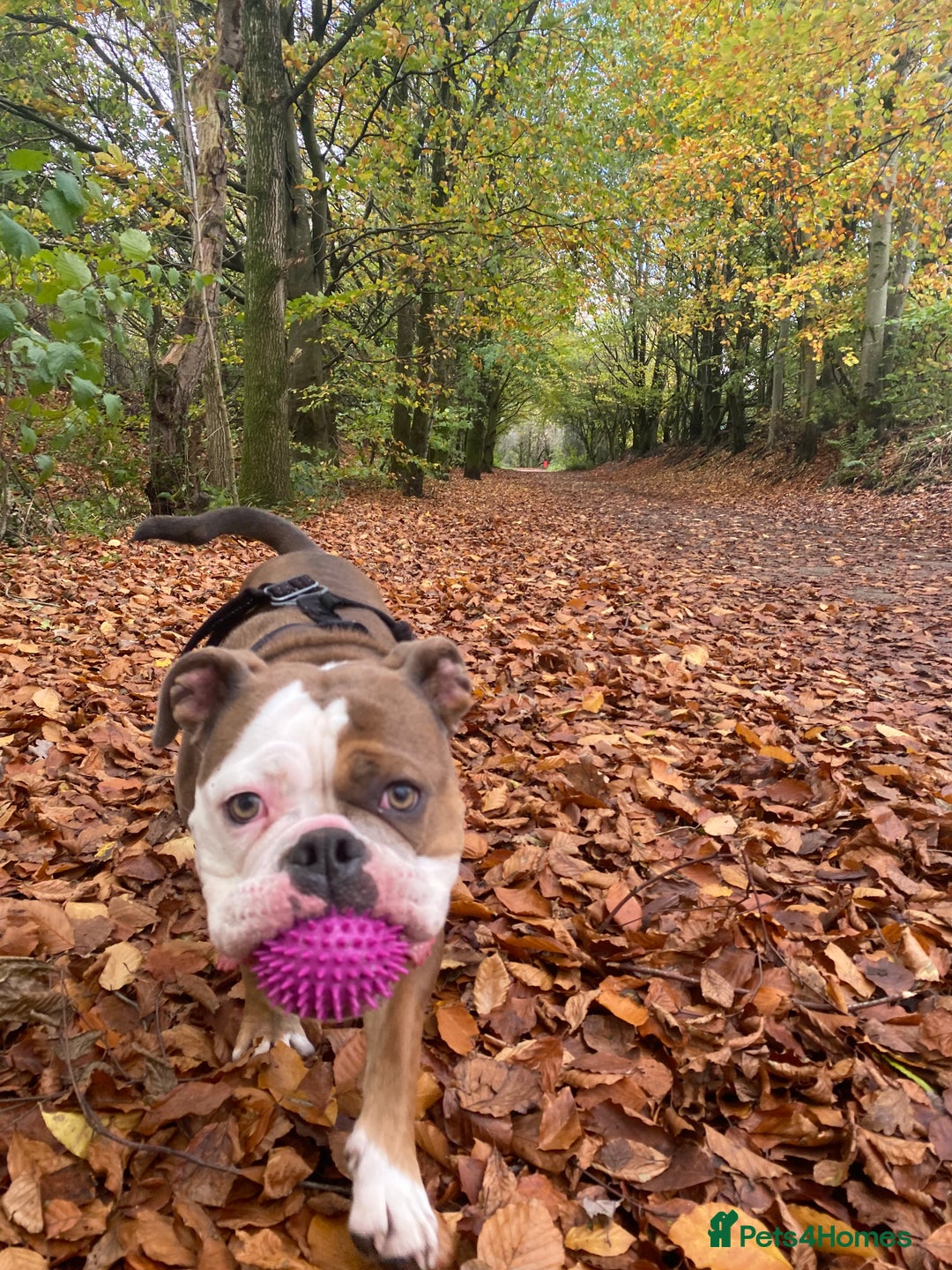 Olde English Bulldogge dogs for sale: Boo the olde English Bulldogge  - Image 6
