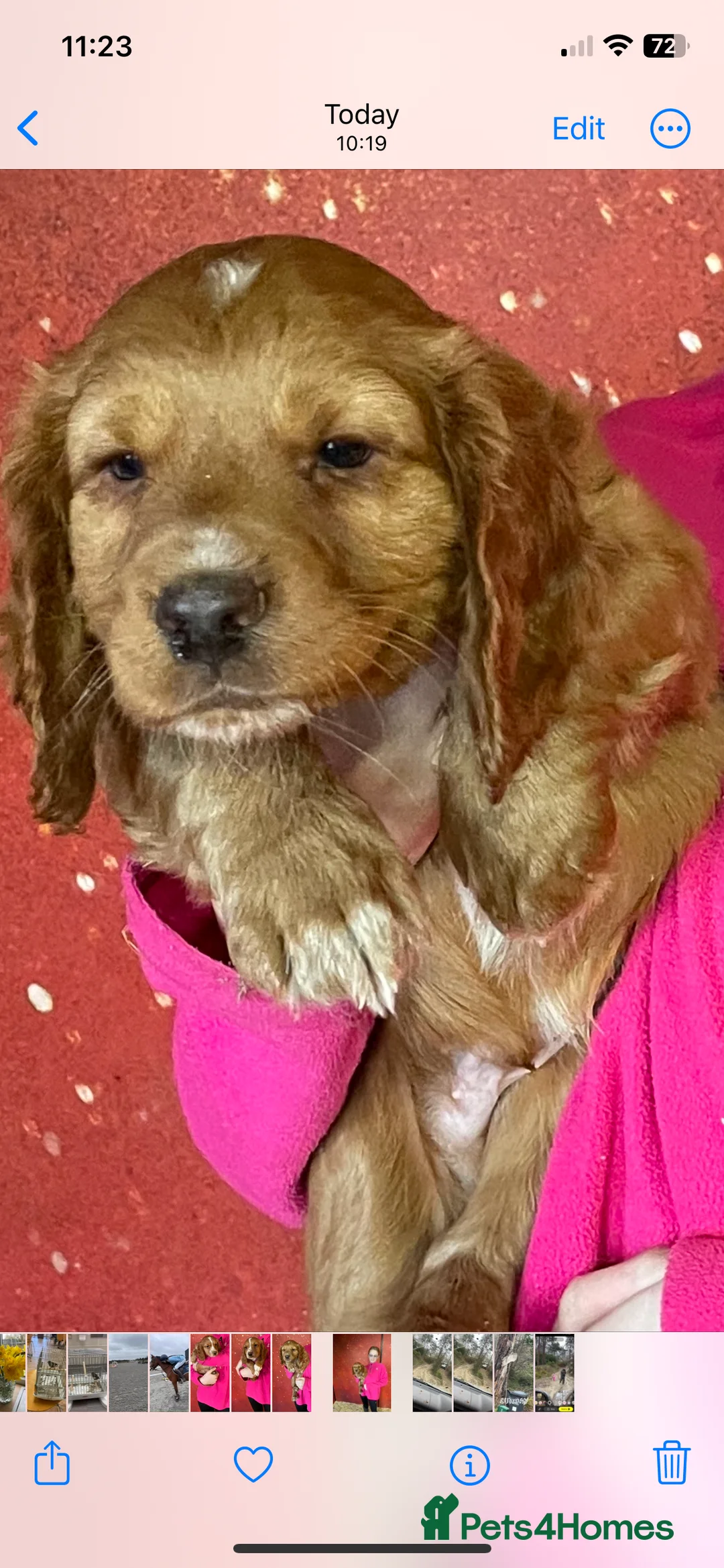 Cocker Spaniel dogs for sale: COCKER SPANIEL PUPS - Advert 1
