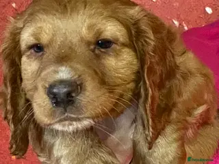 Cocker Spaniel dogs COCKER SPANIEL PUPS - Advert 1