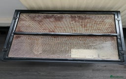 Snails invertebrates for sale: Giant African land snails and enclosure - Image 7