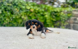 Cavalier King Charles Spaniel dogs for sale: Gorgeous Black Tan and Tri Cavalier Puppies - Image 11