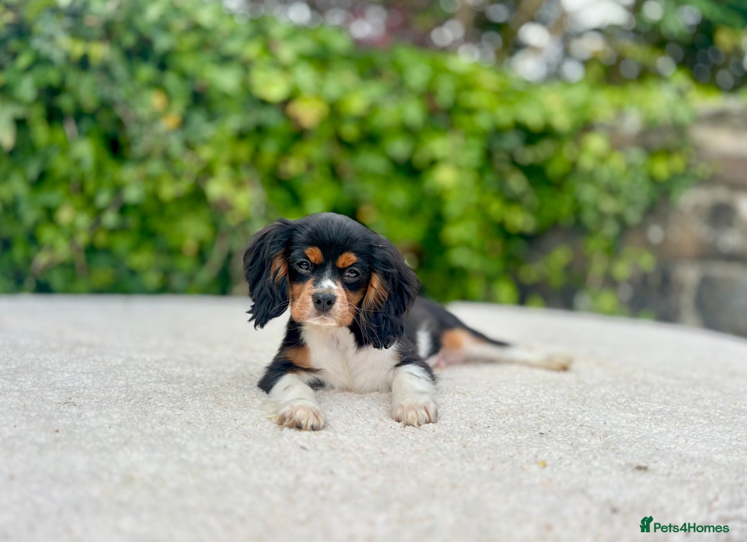 Cavalier King Charles Spaniel dogs for sale: Gorgeous Black Tan and Tri Cavalier Puppies - Image 11