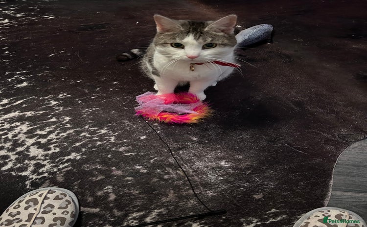 Domestic Shorthair cats - Advert 17