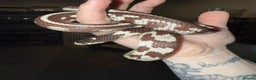 Python Snake reptiles for sale: Free to a good loving home  - Advert 2