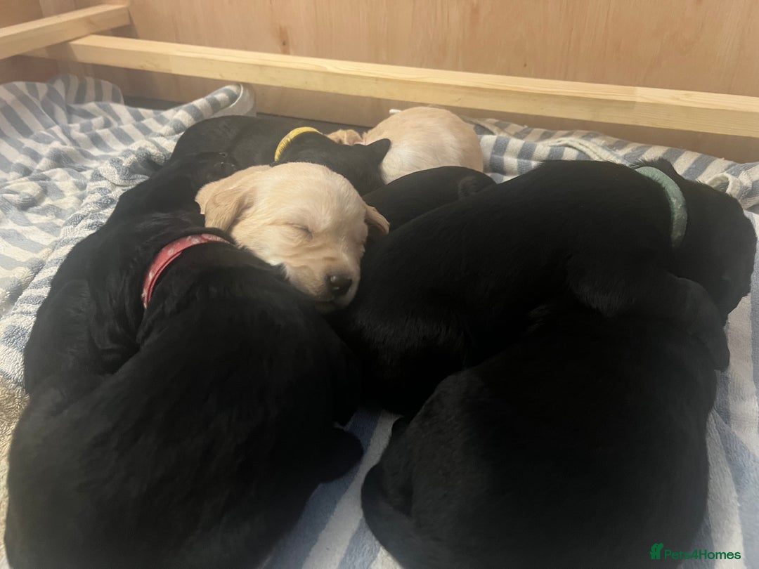 Mixed Breed dogs for sale: Adorable Sheeprador Pups Ready for Forever Homes! - Advert 4