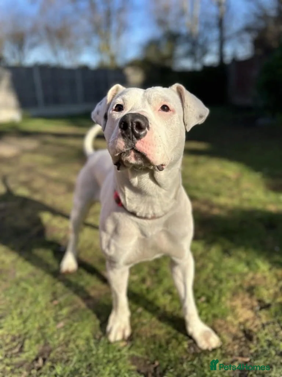 Mixed Breed dogs for adoption: Meet Aria, currently residing in Ormskirk  - Advert 8