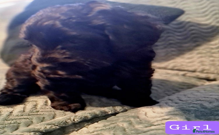 Labradoodle dogs - Advert 5