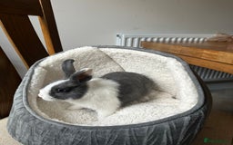 Dutch rabbits for sale: Kevin - Advert 4