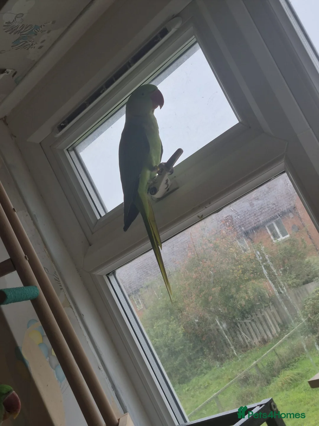 Parakeets birds for sale: Bonded pair of alexandrine  - Advert 7