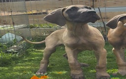 Great Dane dogs for sale: Last 2 Fawn Great Dane Pups - Image 3