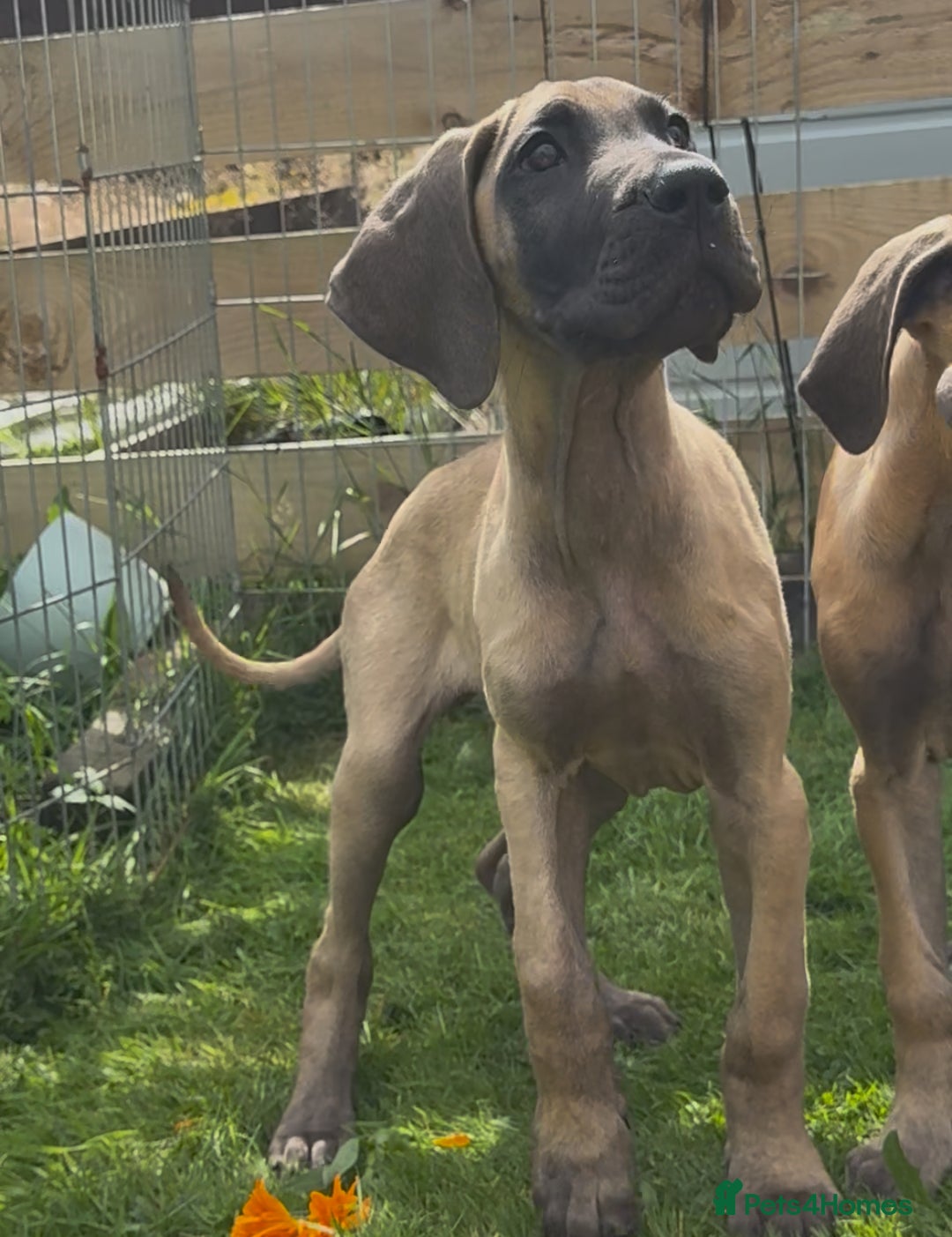 Great Dane dogs for sale: Last 2 Fawn Great Dane Pups - Image 3
