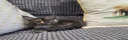 Maine Coon cats for sale: Title 2 x Maine Coon Kittens ONLY FEMALES LEFT - Advert 5