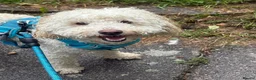 Miniature Poodle dogs for sale: 1 1/2 year old Boy Mini Poodle in Edgware - Advert 4