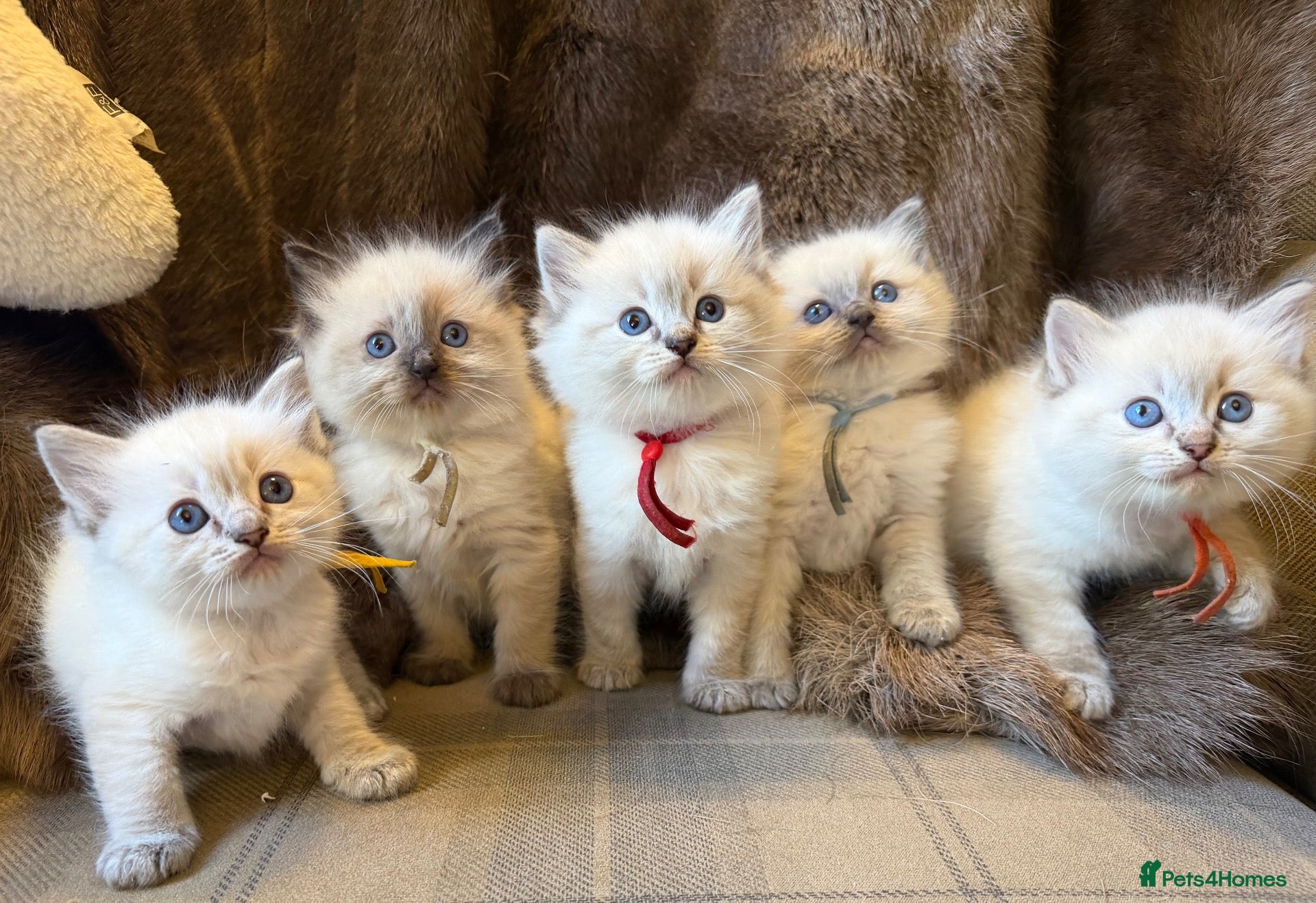 Ragdoll cats Stunning ragdoll kittens. Fully vet checked. - Advert 1