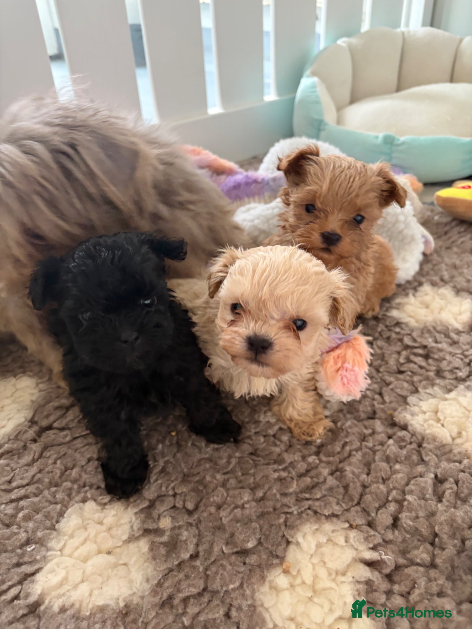 Shihpoo dogs Tiny Shihpoo puppies - Advert 2