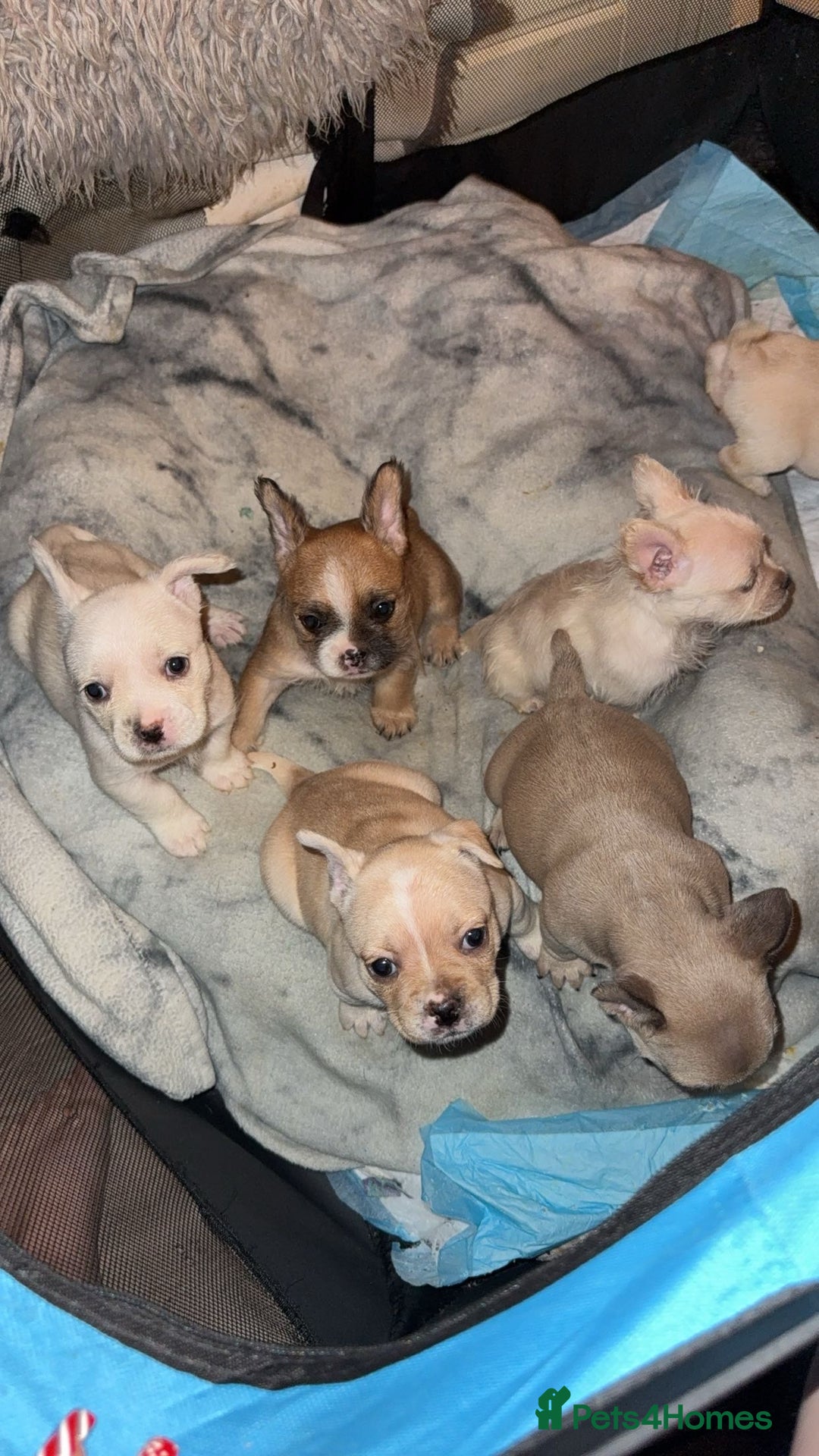 Mixed Breed dogs for sale: French bulldog cross border terrier puppies in Taunton - Advert 7
