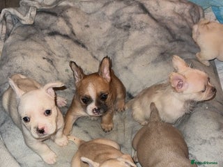 Mixed Breed dogs French bulldog cross border terrier puppies in Taunton - Advert 14