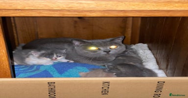 British Shorthair cats - Advert 2