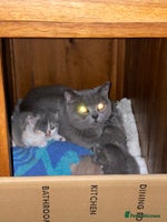 British Shorthair cats - Advert 9