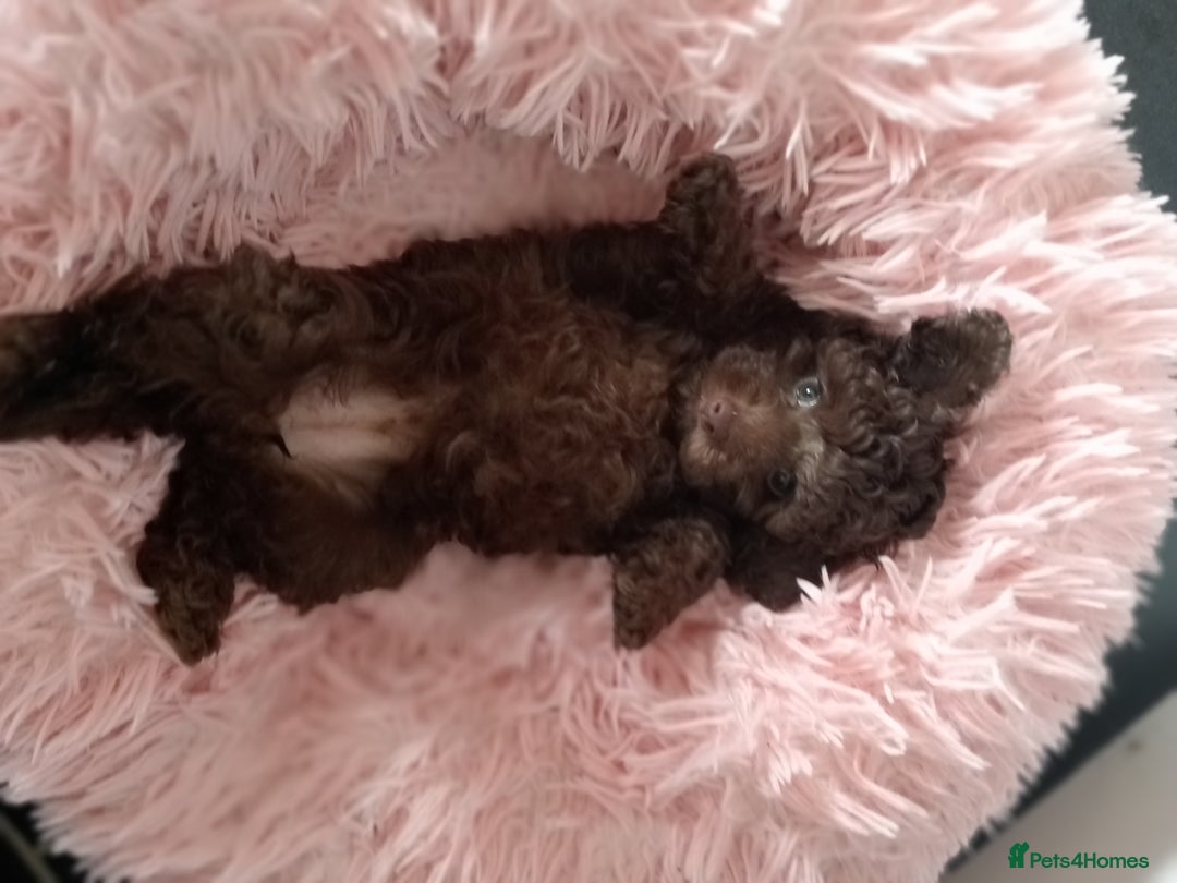 Toy Poodle dogs for sale:  🐩 Tiny Chocolate Toy Poodle – Ready in 2 Weeks! - Image 17