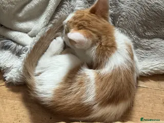 British Shorthair cats Last kitten - Advert 6