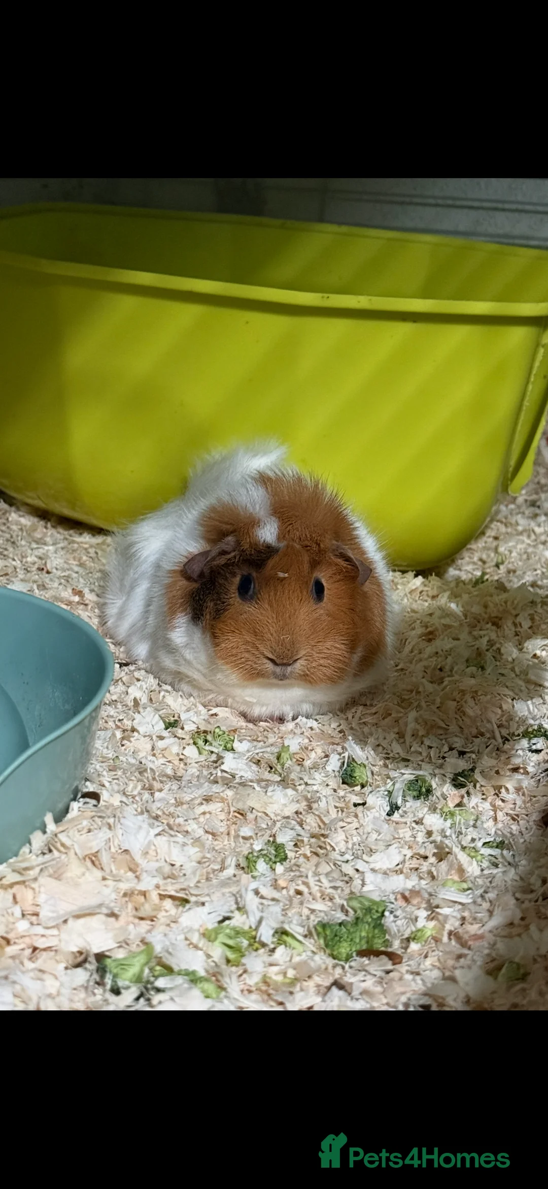 Guinea Pig rodents for sale: 2x Guinea Pig (Mum and Daughter) - Advert 1
