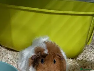 Guinea Pig rodents 2x Guinea Pig (Mum and Daughter) - Advert 2