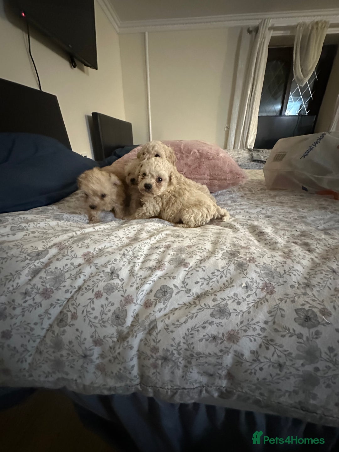 Poochon dogs for sale: Poochon puppies ready now  - Advert 29