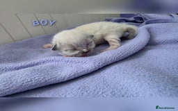 Ragdoll cats for sale: Ragdoll kittens😻🩵💜4 Girls and 1 Boy🙀 - Image 6