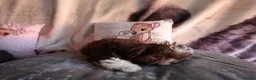 Mixed Breed dogs for sale: Imperial Shih Tzu/Poodle X Chocolate Chihuahua  - Advert 8
