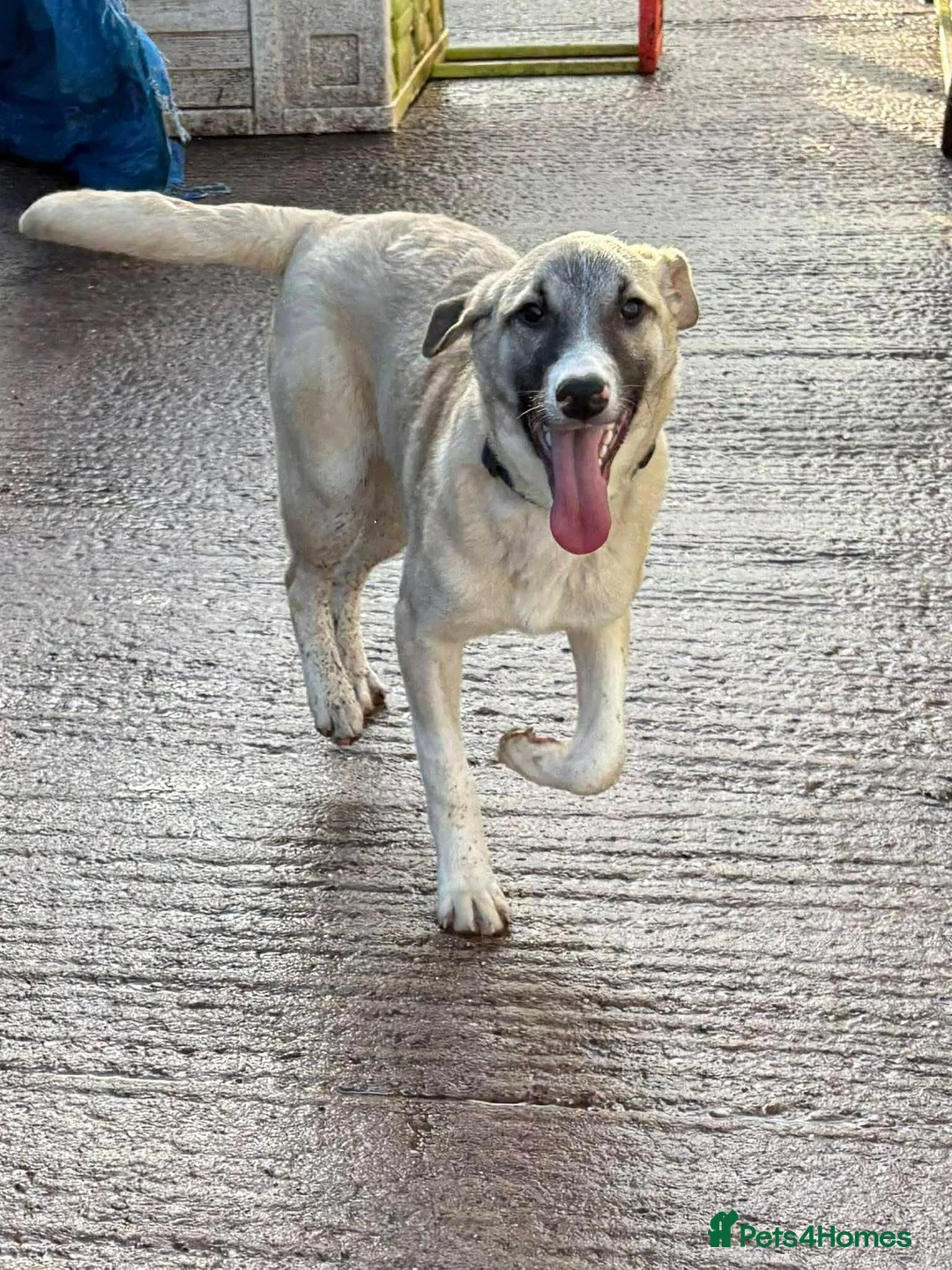 Mixed Breed dogs for adoption: Meet Oscar, currently residing in Essex in Frinton-on-Sea - Advert 1