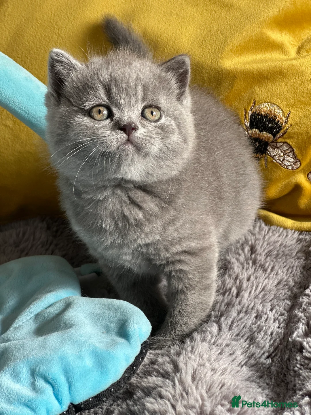 British Shorthair cats for sale: Gccf registered kittens  - Advert 2