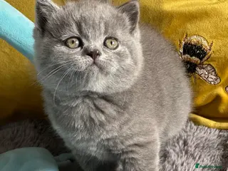 British Shorthair cats GCCF registered Kittens - Advert 17