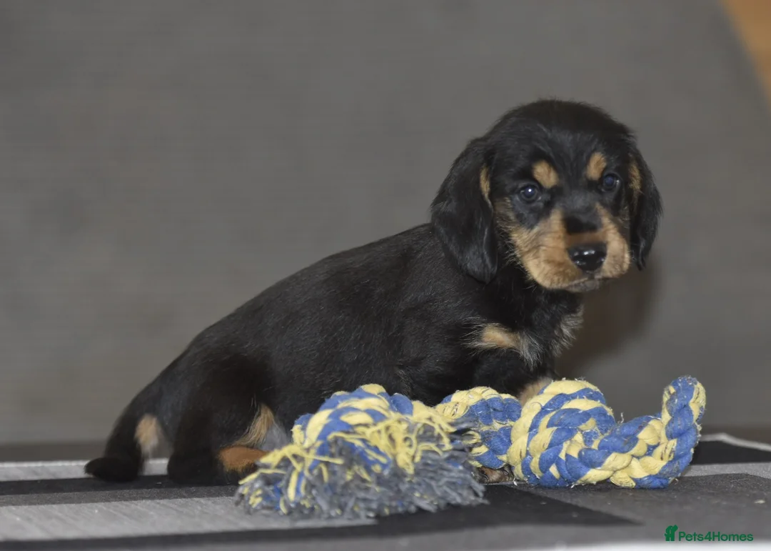 Dachshund dogs for sale: Stunning dachshund pups - Advert 9
