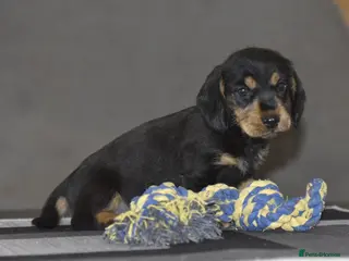 Dachshund dogs Stunning dachshund pups - Advert 4