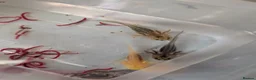 Axolotl reptiles for sale: Beautiful clutch of baby hypo Axolotls  - Advert 6