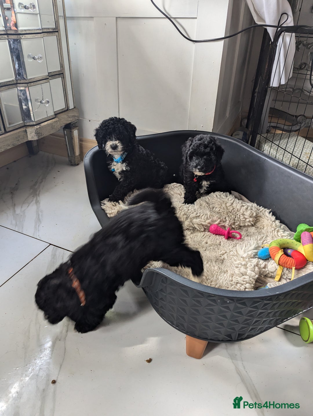 Cavapoochon dogs for sale: Cavapoochon puppies .ready now  - Image 8