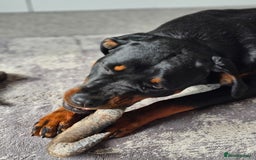 Rottweiler dogs for sale: 🖤 18-Month-Female Rottweiler – Loving, Loyal 🖤 - Image 5