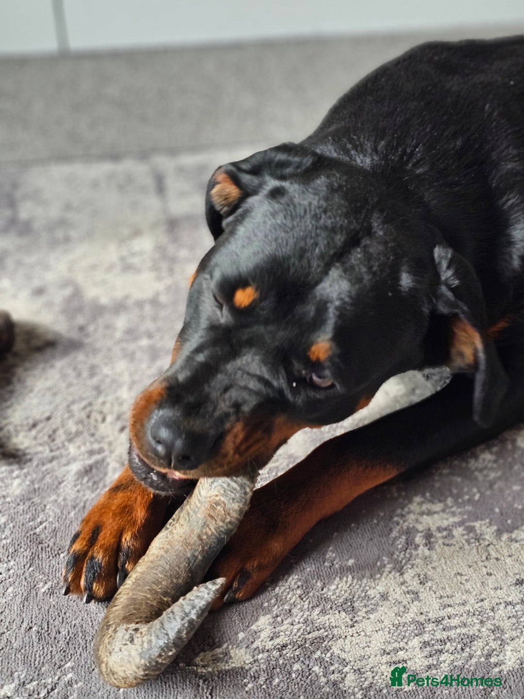 Rottweiler dogs for sale: 🖤 18-Month-Female Rottweiler – Loving, Loyal 🖤 - Image 5