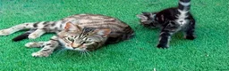 Bengal cats for sale: Bengal X Maine Coon Kittens - Advert 20