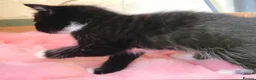 Mixed Breed cats for sale: Adorable 4 kittens  - Advert 11