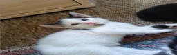 Mixed Breed cats for sale: 7 adorable kittens ready in September - Advert 8