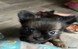 Pomchi dogs for sale: 2 beautiful tiny little Pomchi girls - Image 1