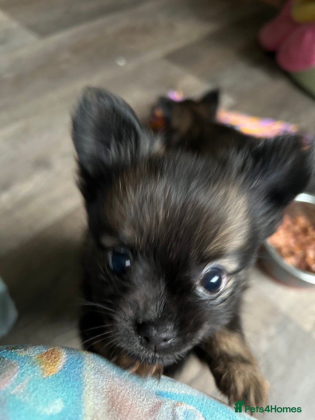 Pomchi dogs for sale: 2 beautiful tiny little Pomchi girls - Image 1