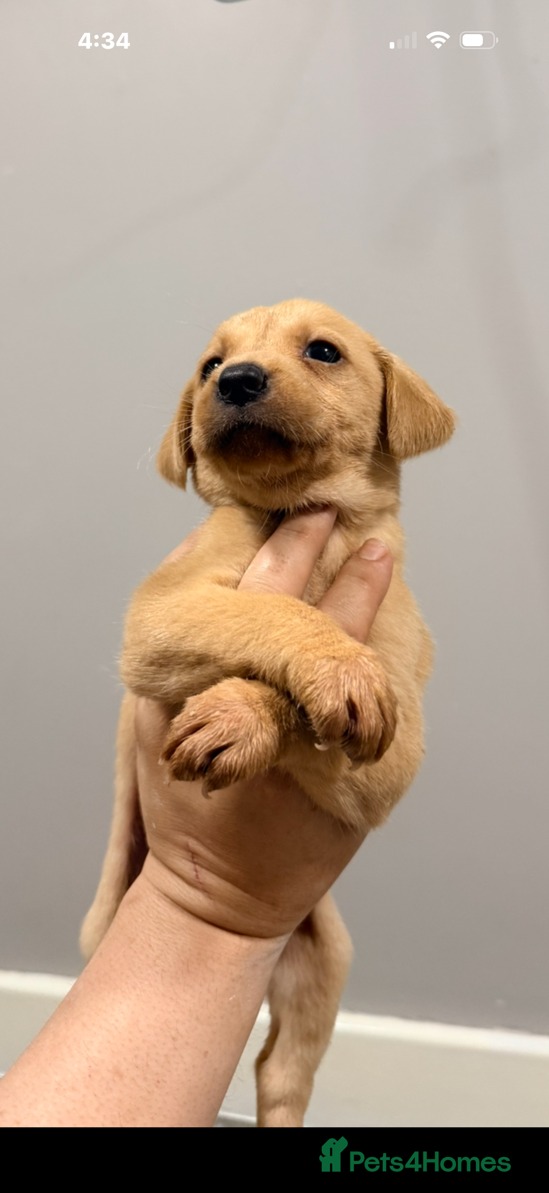 Labrador Retriever dogs for sale: Beautiful, fox red labradors - Advert 7