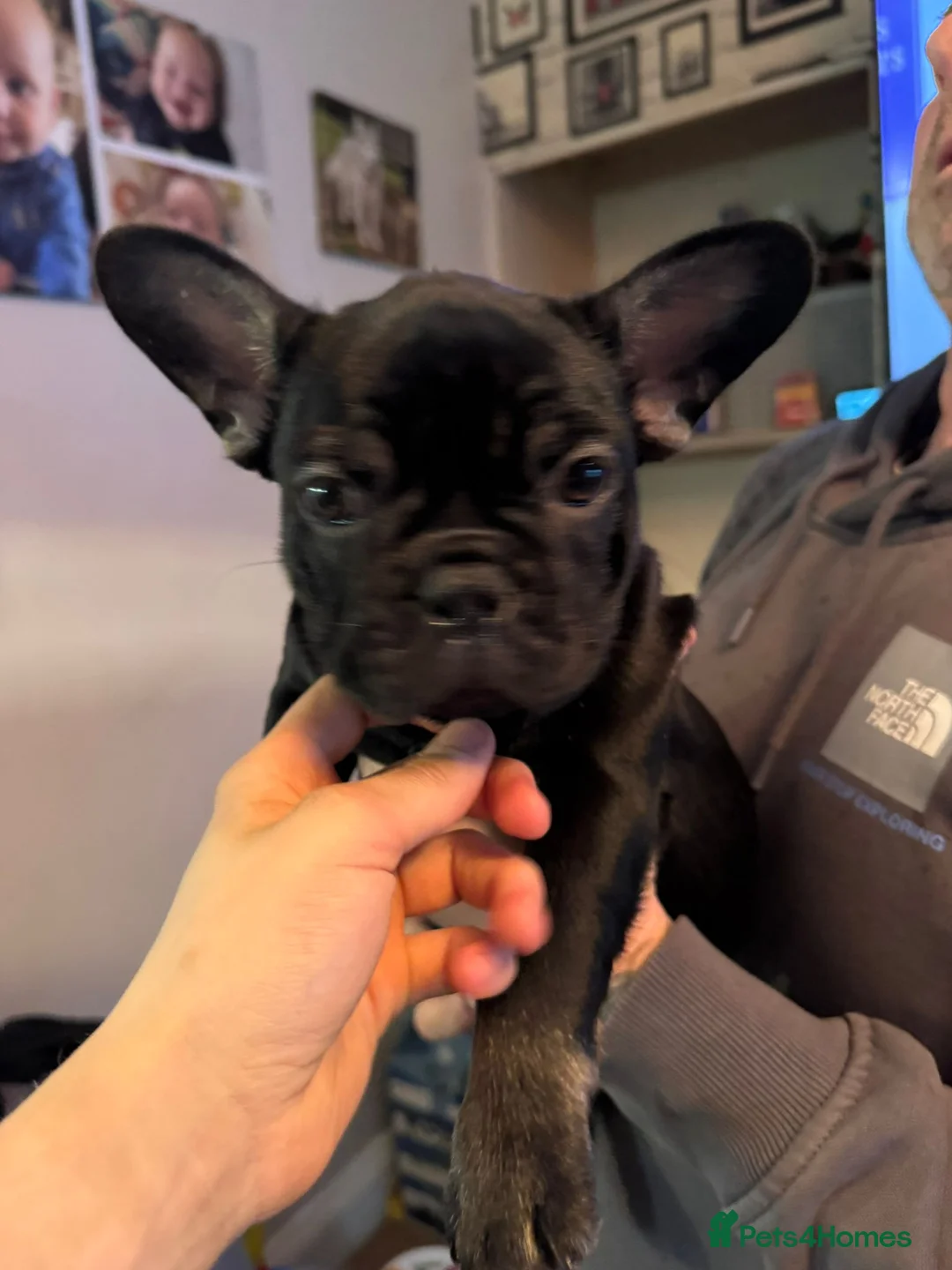 French Bulldog dogs for sale: READY NOW french bulldog puppies. fluffy carriers. - Advert 2